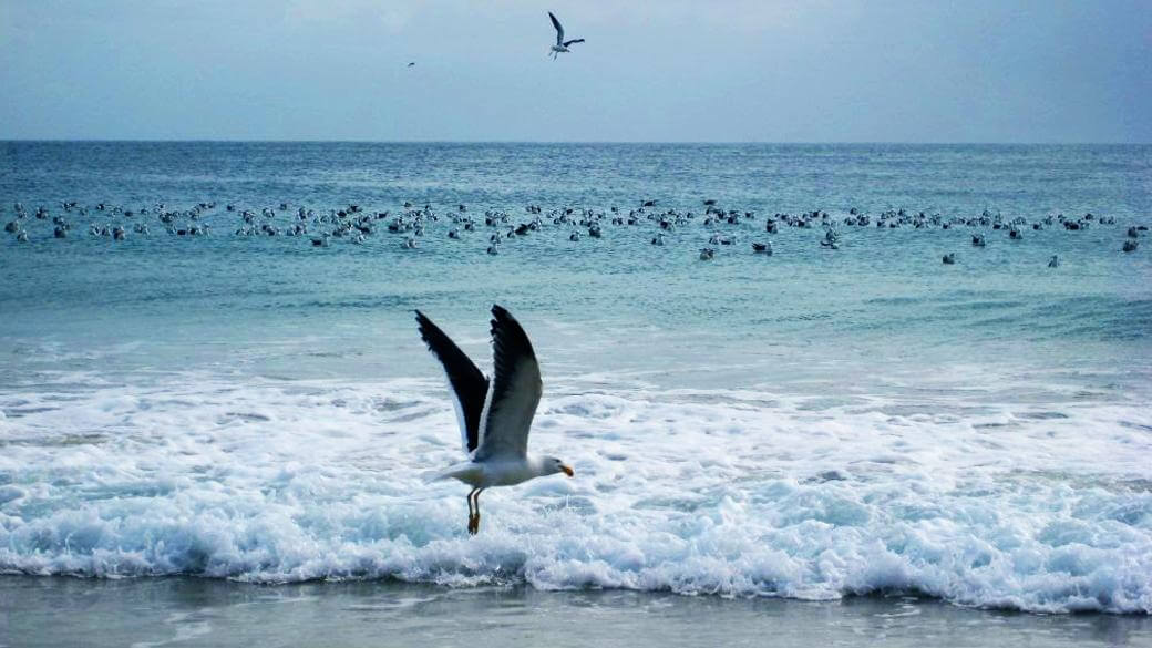 Arrastão na Praia dos Ingleses, Florianópolis, SC